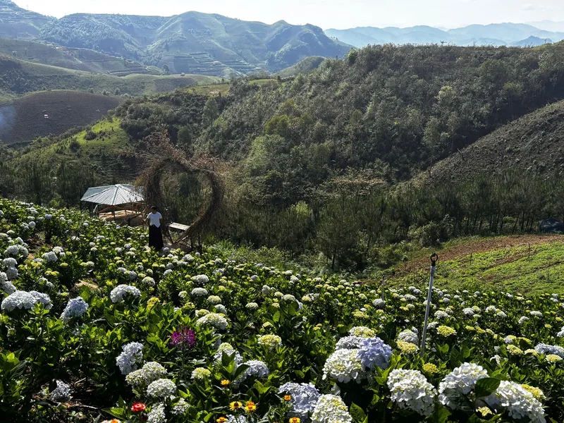 A hillside hydrangea garden with a heart-shaped arch overlooks terraced mountains in Dien Bien Phu.