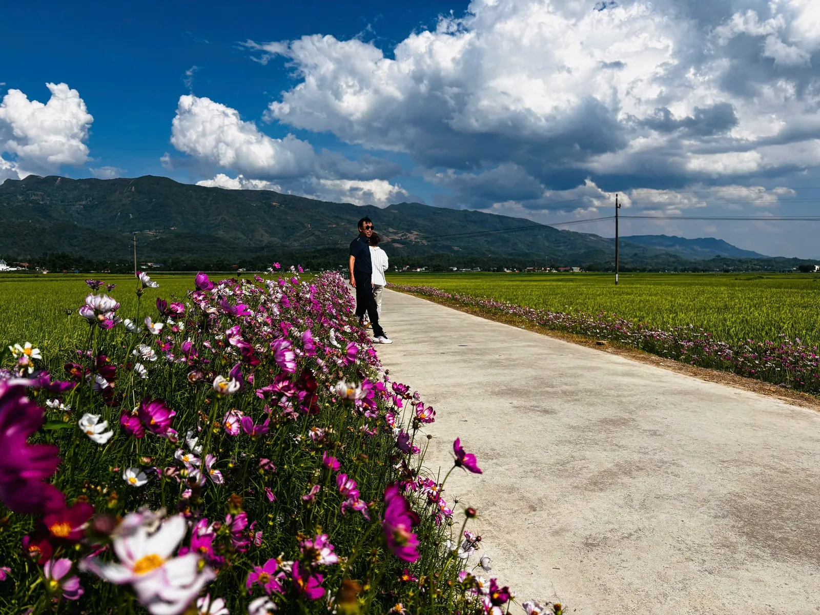 A man walks along a rural path lined with pink cosmos flowers beside green rice fields and mountains in Dien Bien Phu.