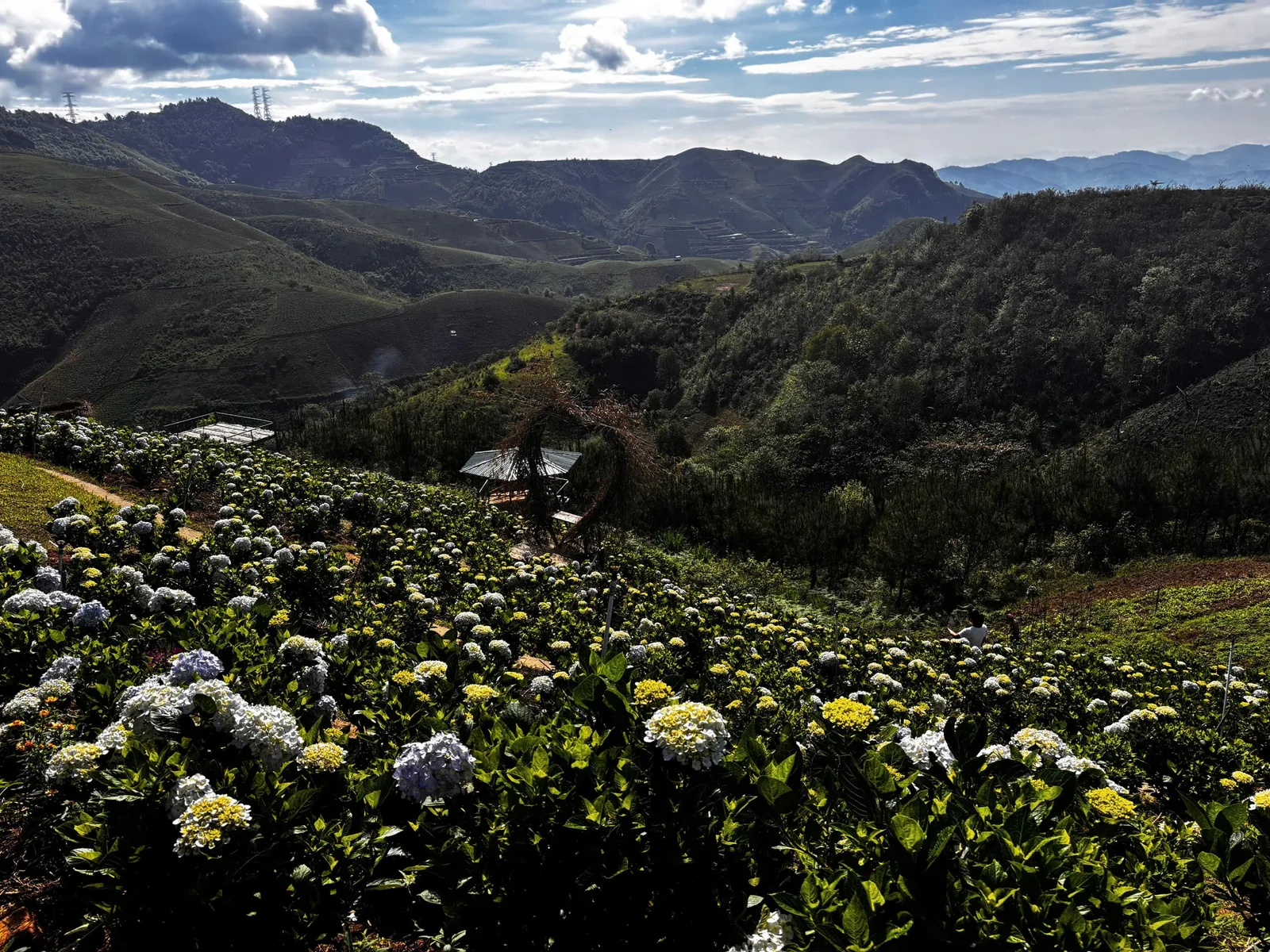 A hydrangea field blooms on a hillside overlooking layered mountains near Dien Bien Phu.