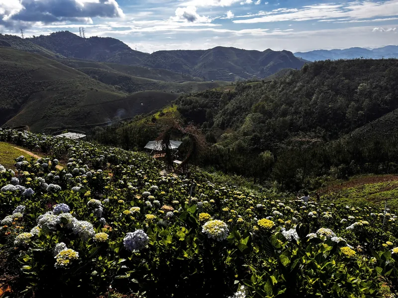 A hydrangea field blooms on a hillside overlooking layered mountains near Dien Bien Phu.