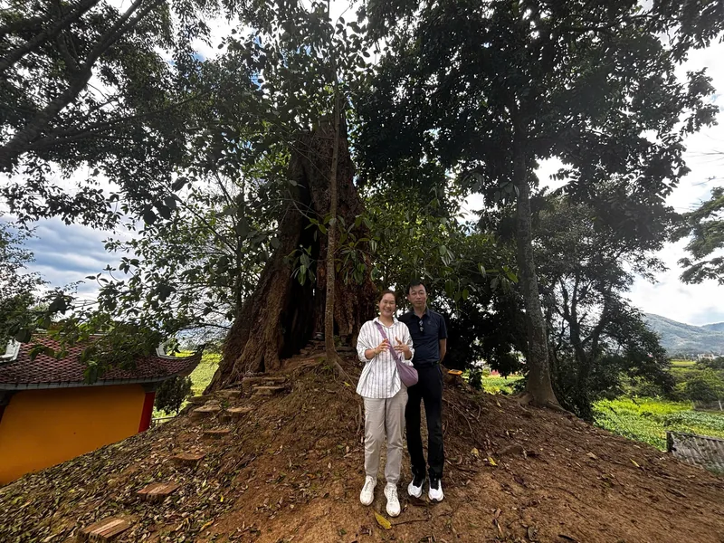 A couple poses beside a massive old tree on a hillside near Dien Bien Phu, with tea fields visible below.