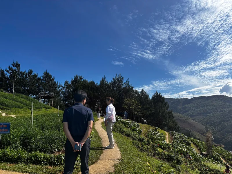 Visitors walk a hillside path through green tea fields under a wide blue sky in Dien Bien Phu.